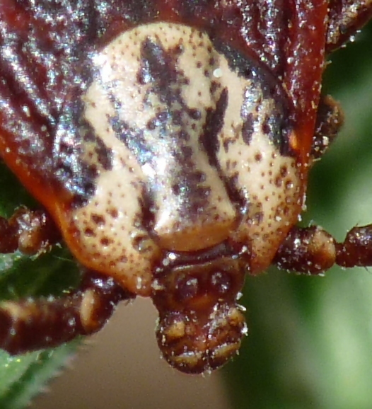 Dermacentor marginatus (Ixodidae)